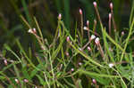 Fringed willowherb